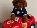 TOY POODLE SEVİMLİ YAVRULAR 