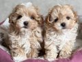 MALTİPOO CİNSİ YAVRULAR 