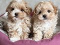 MALTİPOO CİNSİ YAVRULAR 