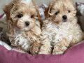 MALTİPOO CİNSİ YAVRULAR 