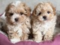 MALTİPOO CİNSİ YAVRULAR 