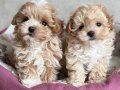 MALTİPOO CİNSİ YAVRULAR 