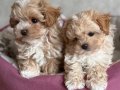 MALTİPOO CİNSİ YAVRULAR 
