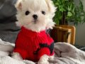 MALTESE TERRİER CİNSİ YAVRULAR 