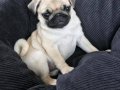 PUG MOPS YAVRULAR EV ÜRETİMİ 