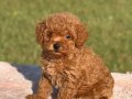 KIPKIRMIZI RED TOY POODLE SEVİMLİ YAVRULAR 