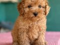 KIPKIRMIZI RED TOY POODLE SEVİMLİ YAVRULAR 