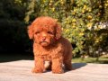 KIPKIRMIZI RED TOY POODLE SEVİMLİ YAVRULAR 