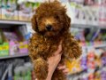 KIPKIRMIZI RED TOY POODLE SEVİMLİ YAVRULAR 