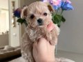 KAHVE TONLU MALTİPOO CİNSİ YAVRULAR 