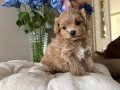 KAHVE TONLU MALTİPOO CİNSİ YAVRULAR 