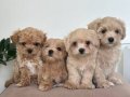 KAHVE TONLU MALTİPOO CİNSİ YAVRULAR 