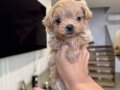 KAHVE TONLU MALTİPOO CİNSİ YAVRULAR 
