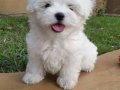 KAR BEYAZ MALTESE TERRİER CİNSLERİ 