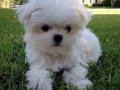 KAR BEYAZ MALTESE TERRİER CİNSLERİ 