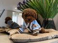 TOY POODLE SEVİMLİ YAVRULAR EV ÜRETİMİ 