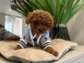TOY POODLE SEVİMLİ YAVRULAR EV ÜRETİMİ 