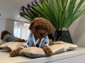 TOY POODLE SEVİMLİ YAVRULAR EV ÜRETİMİ 