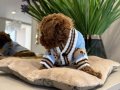TOY POODLE SEVİMLİ YAVRULAR EV ÜRETİMİ 