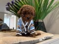 TOY POODLE SEVİMLİ YAVRULAR EV ÜRETİMİ 