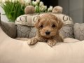 KAHVE TONLU MALTİPOO CİNSİ YAVRULAR 