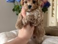 KAHVE TONLU MALTİPOO CİNSİ YAVRULAR 
