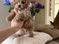 KAHVE TONLU MALTİPOO CİNSİ YAVRULAR 