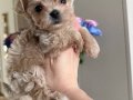 MALTİPOO CİNSİ YAVRULAR EV ÜRETİMİ 