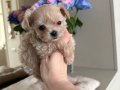 MALTİPOO CİNSİ YAVRULAR EV ÜRETİMİ 