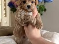 MALTİPOO CİNSİ YAVRULAR EV ÜRETİMİ 