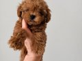 TOY POODLE SEVİMLİ YAVRULAR 