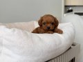 TOY POODLE SEVİMLİ YAVRULAR 