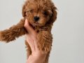 TOY POODLE SEVİMLİ YAVRULAR 