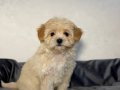 MALTİPOO CİNSİ YAVRULAR 