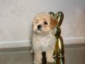 MALTİPOO CİNSİ YAVRULAR 