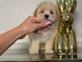 MALTİPOO CİNSİ YAVRULAR 