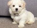 KAR BEYAZ MALTESE TERRİER CİNSLERİ 