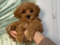 KIPKIRMIZI RED TOY POODLE 