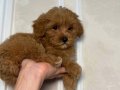 KIPKIRMIZI RED TOY POODLE 