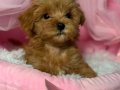 KIPKIRMIZI RED TOY POODLE 