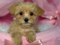 MALTİPOO CİNSİ YAVRULAR EV ÜRETİMİ 