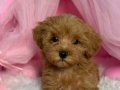 RED TOY POODLE SEVİMLİ YAVRULAR 