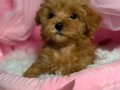 RED TOY POODLE SEVİMLİ YAVRULAR 