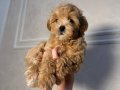 MALTİPOO CİNSİ YAVRULAR 
