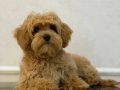 MALTİPOO CİNSİ YAVRULAR 