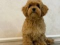 MALTİPOO CİNSİ YAVRULAR 