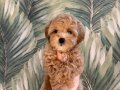 MALTİPOO CİNSİ YAVRULAR 
