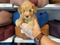 KIPKIRMIZI RED TOY POODLE YAVRUMUZ 