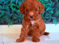 KIPKIRMIZI RED TOY POODLE YAVRUMUZ 