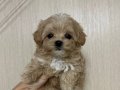 KAHVE TONLU MALTİPOO CİNSİ YAVRULAR 